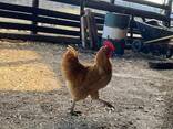Buff Orpington chickens for sale - photo 1