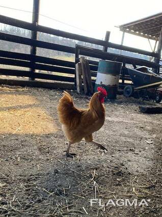 Buff Orpington chickens for sale