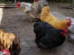 Buff orpington chickens for sale
