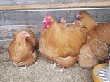 Buff Orpington chickens for sale whatsapp - photo 1