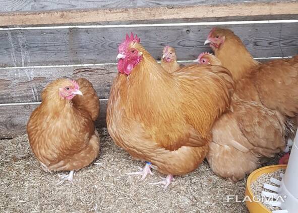 Buff Orpington chickens for sale whatsapp