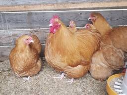 Buff Orpington chickens for sale whatsapp