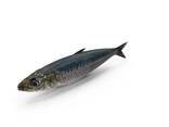 Sardine fish premium quality frozen seafood for importers - photo 1