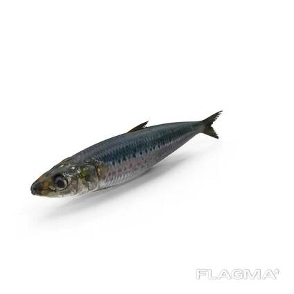 Sardine fish premium quality frozen seafood for importers
