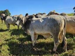 Brahman cattle livestock