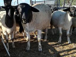 Dorper sheep for sale