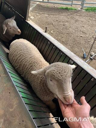 Merino Lambs for sale