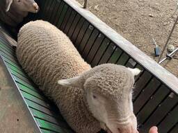 Merino Lambs for sale