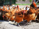 Chickens for Sale - Baby Chicks, Poultry &amp; Fowl Egg Hatchery . .. - photo 2