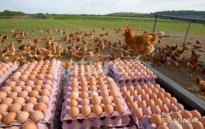 Chickens Table Eggs for sale whatsapp