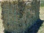 Clover Hay for Sale - photo 1