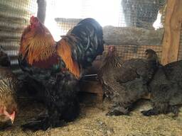 Cochin Chickens for Sale