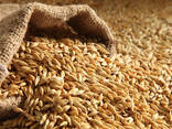 Consumer Barley - photo 1