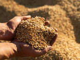 Consumer Barley - photo 2