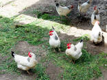 Rhode Island Red Available At Affordable Price - photo 1