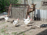 Rhode Island Red Available At Affordable Price - photo 3