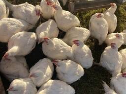 Cornish Chickens for Sale