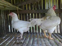 Cornish Chickens for sale