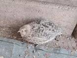 Coturnix Quail - Celedon carrier males - photo 1