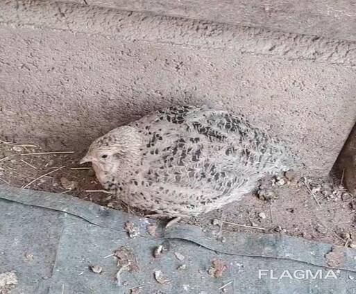 Coturnix Quail - Celedon carrier males