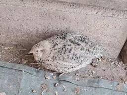 Coturnix Quail - Celedon carrier males