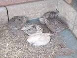 Coturnix Quail - Celedon carrier males - photo 4
