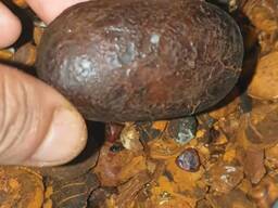 Cow Gallstones Eastern Cape