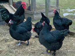 Croad langshan chickens for sale