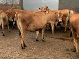 Dairy/ Milking cows for sale - photo 2