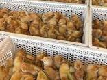One Day old Broiler chicks - photo 2