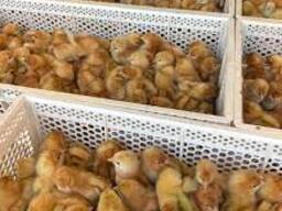 Day old chicks