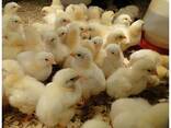 One Day old Broiler chicks - photo 1