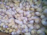 Day Old Chicks for Sale - photo 1