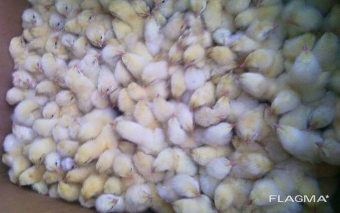 Day Old Chicks for Sale