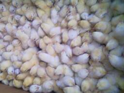 Day Old Chicks for Sale