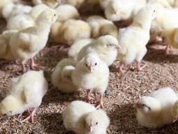 Day old Chicks For Sale All Kind Of Breeds