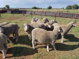 Dorper and Merino Lambs for sale in South Africa