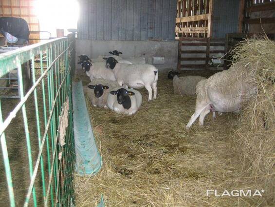 Dorper and Merino Lambs for sale near me