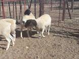 Dorper sheep for sale - photo 3