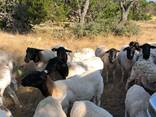 Dorper Rams And Ewes - photo 1