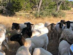 Dorper Rams And Ewes