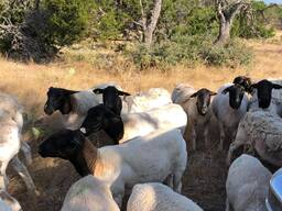 Dorper Lambs
