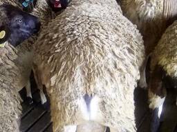Available Dorper sheep