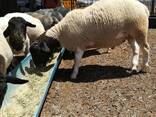 Dorper sheep for sale - photo 2
