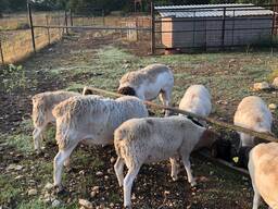 Dorper sheep farmers