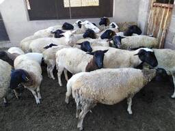 Dorper Sheep for Sale