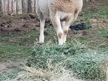 Dorper sheep for sale - photo 1