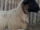 Dorper sheep for sale - photo 1