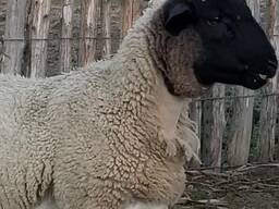 Dorper sheep for sale