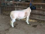 Dorper sheep for sale - photo 3